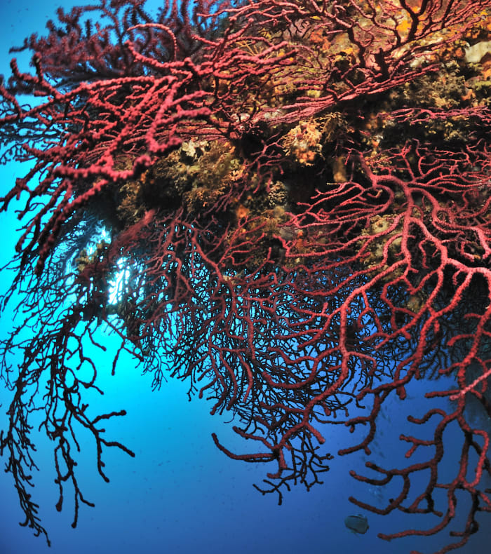 Plongée autonome Parc des Calanques 5 jours