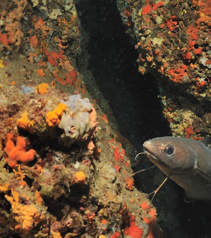 Plongée autonome Parc des Calanques