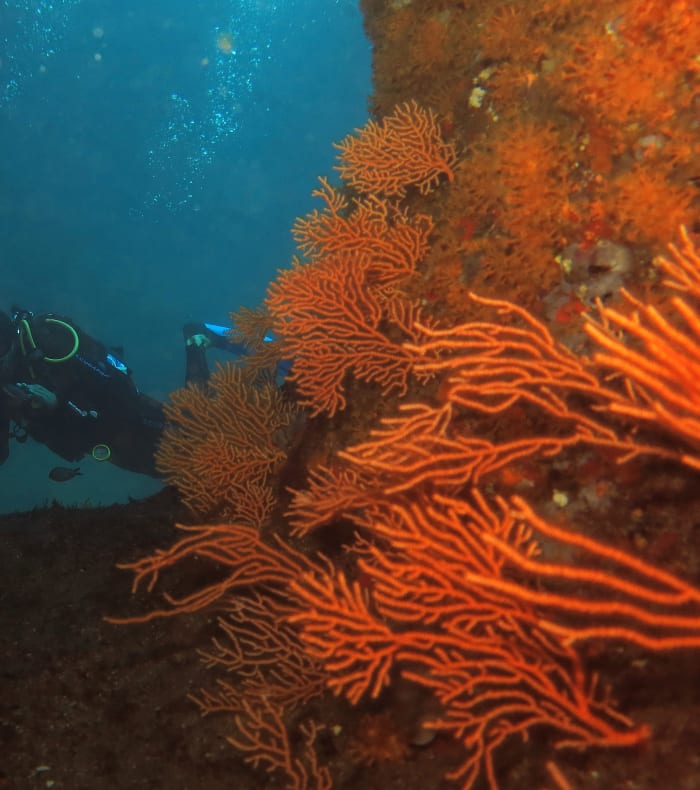 Dykkerkursus niveau 4 eksamen på 4 dage