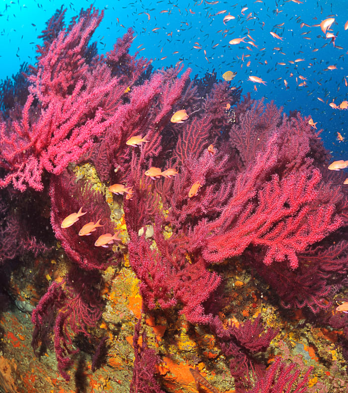 Plongée exploration & formation autonomie 20 m