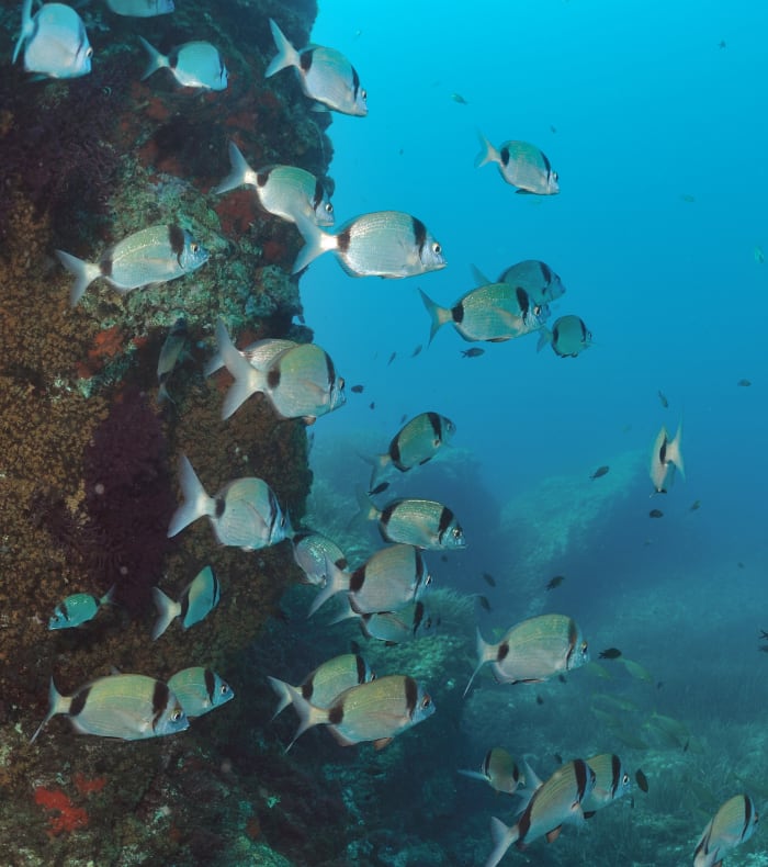 Plongée exploration archipel des Embiez - Sans hébergement