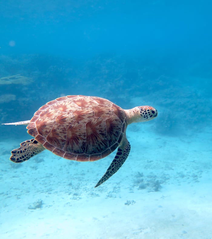 Plongée exploration aux Saintes 11 jours