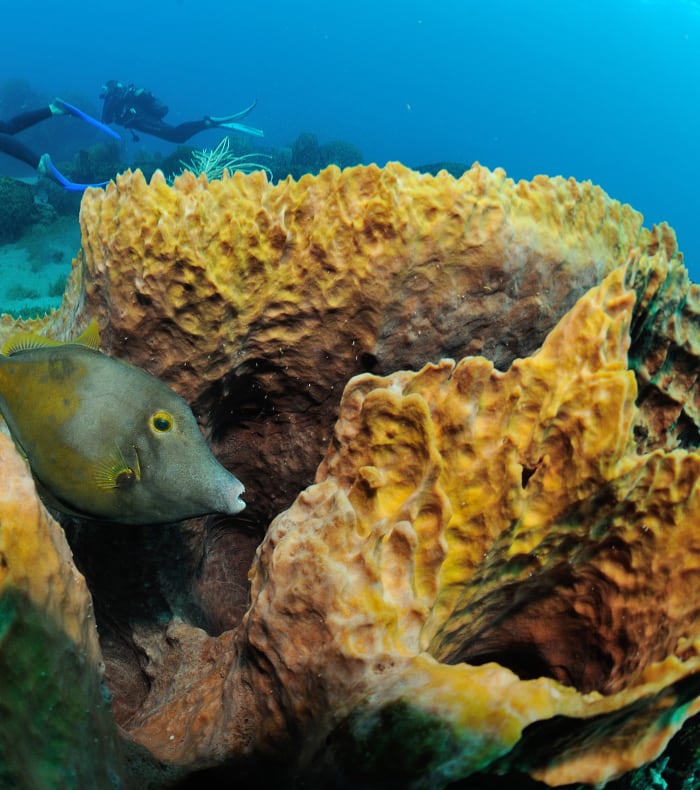 Plongée exploration aux Saintes 15 jours