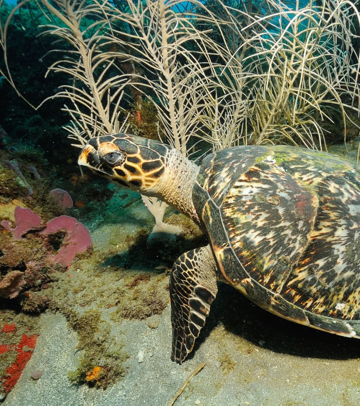 Plongée exploration aux Saintes 15 jours