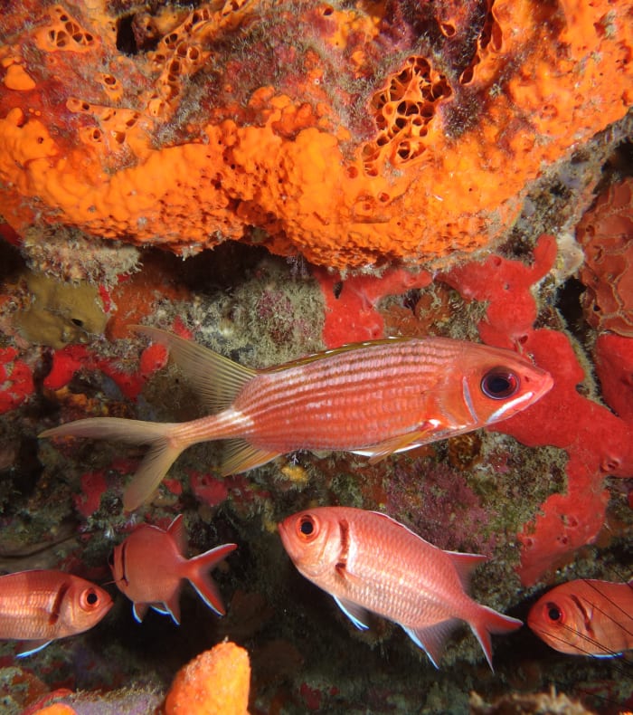 Plongée exploration aux Saintes 15 jours