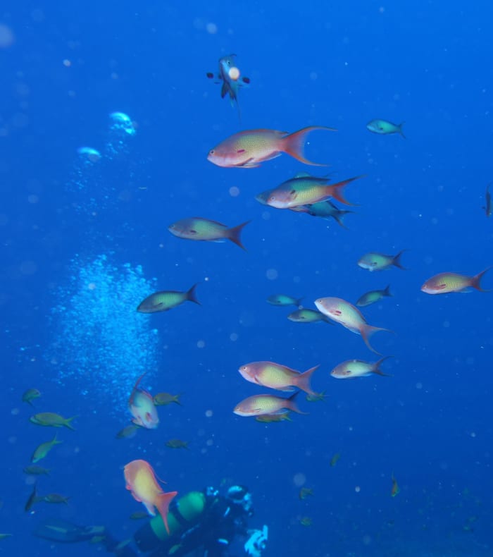 Plongée exploration Côte bleue 5 jours