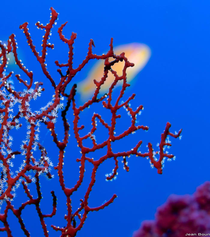 Plongée Exploration