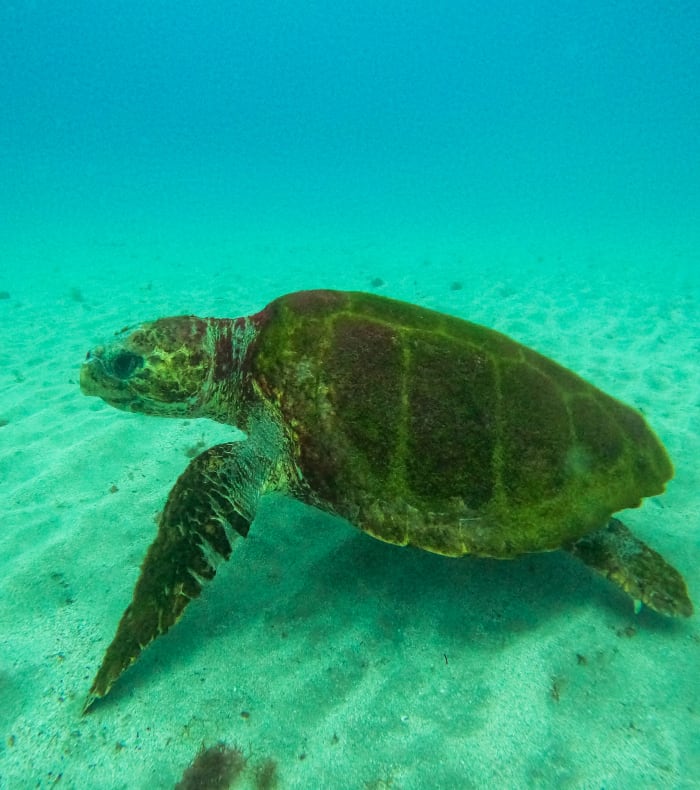 Plongée Exploration