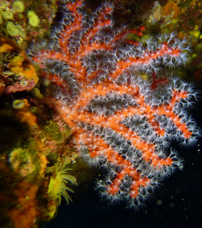 Plongée Exploration