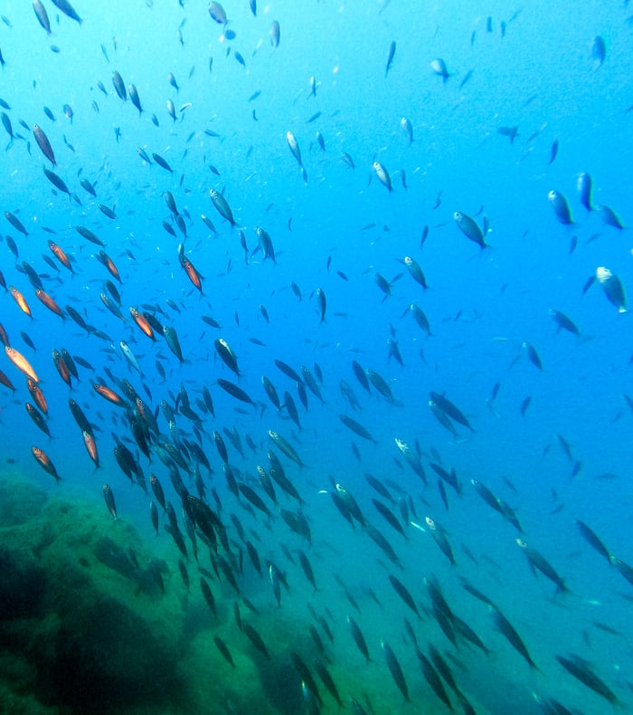 Plongée Exploration