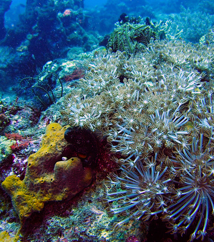 Plongée exploration