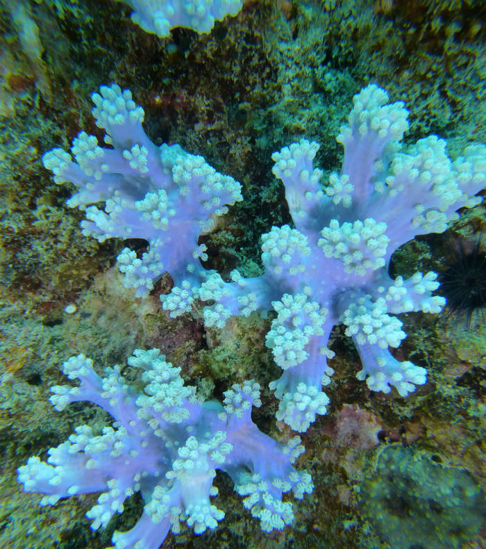 Plongée Exploration