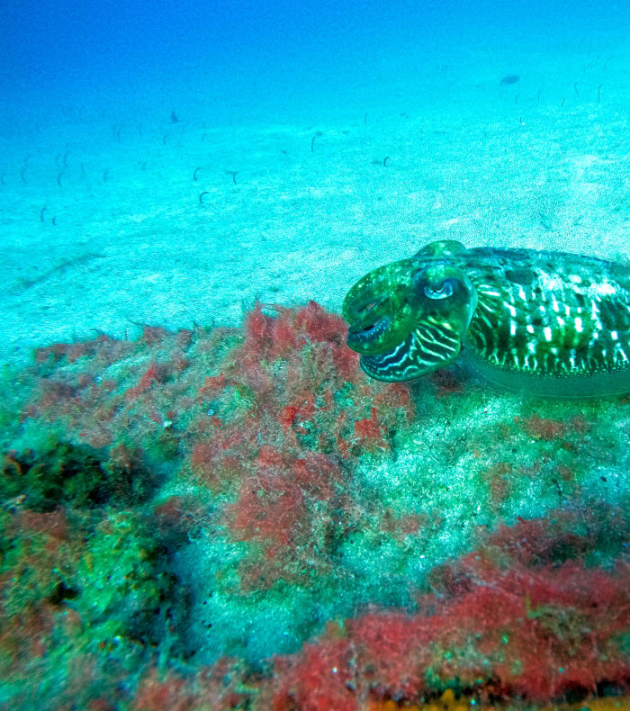 Plongée Exploration