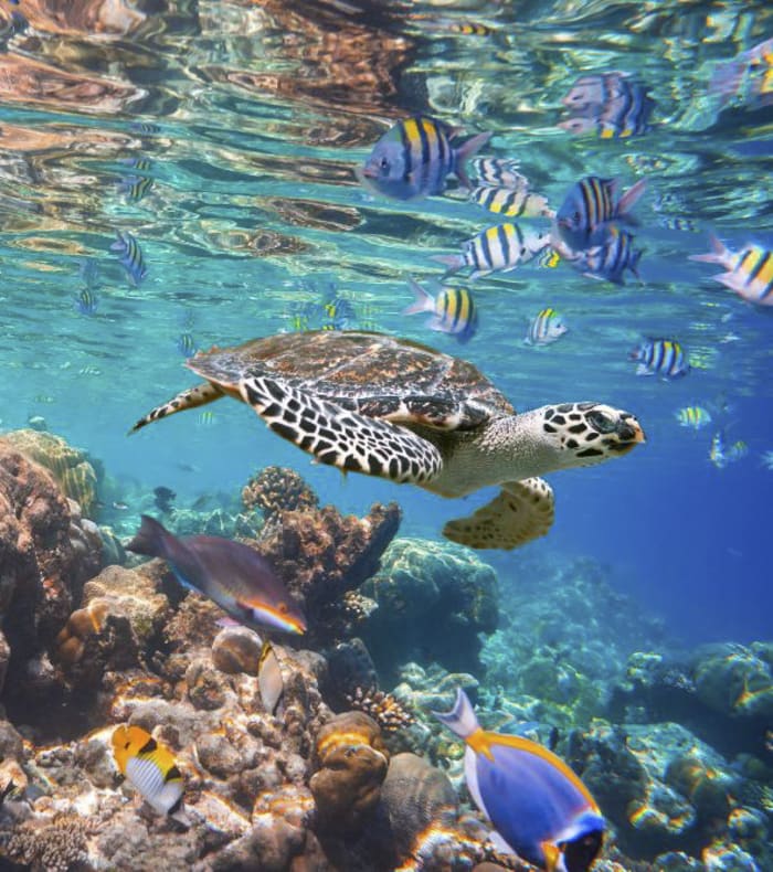 Plongée Exploration Croisière Maldives