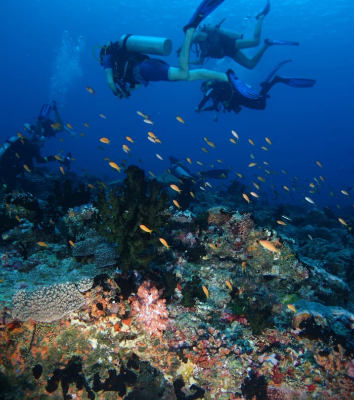 Plongée Exploration Croisière Maldives