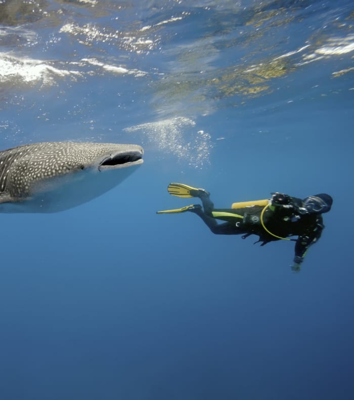 Plongée Exploration Croisière Maldives