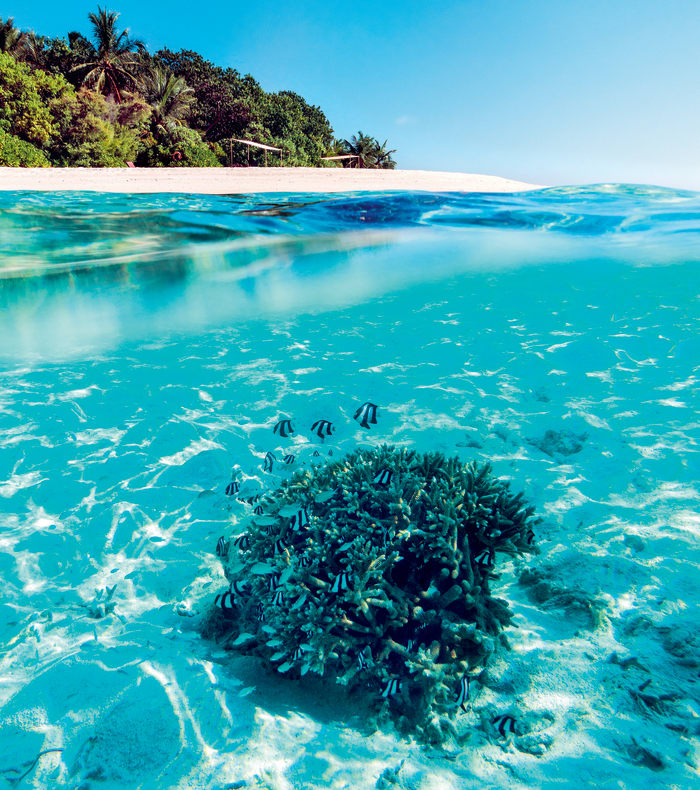 Dykkerudforskning Krydstogt Maldiverne