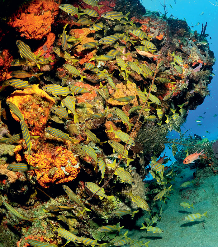 Plongée exploration et Découverte Sport & Culture Martinique 15 jours