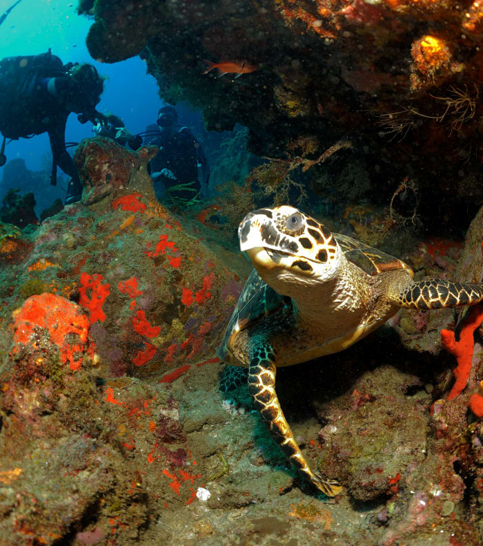 Plongée exploration et Rando Caraïbes 15 jours