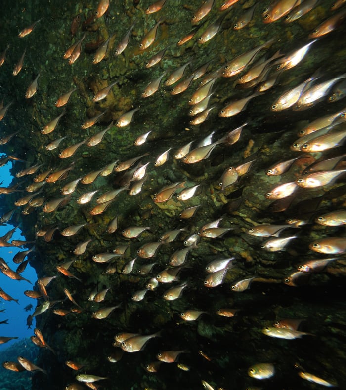 Plongée exploration Martinique 15 jours