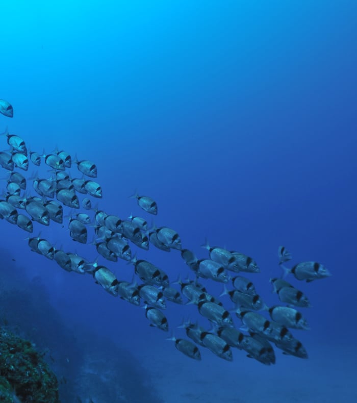 Plongée exploration Parc de Port Cros 6 jours