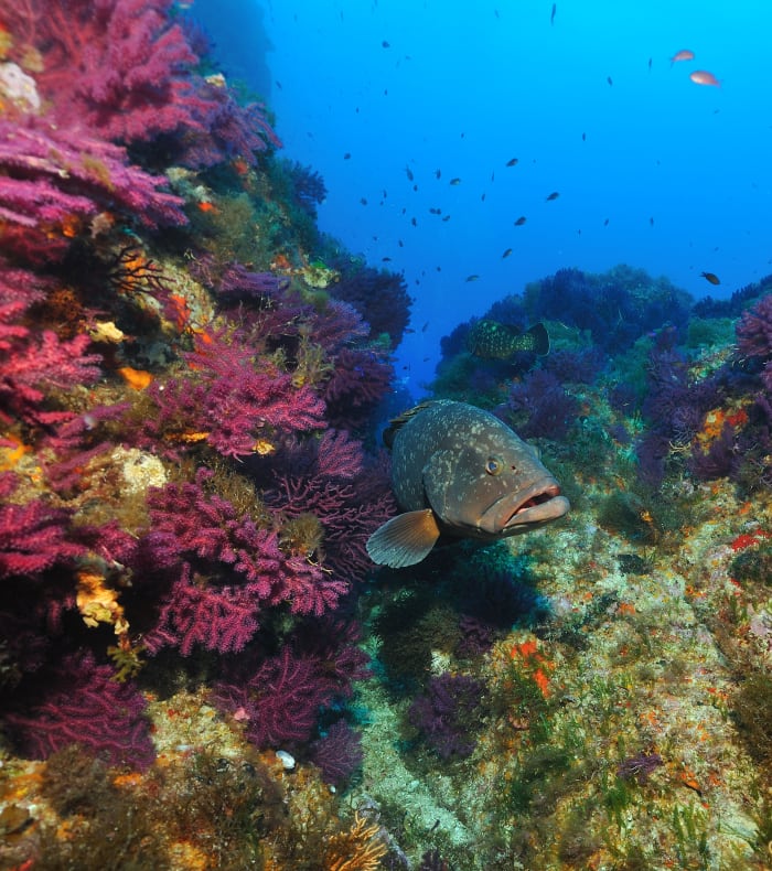 Plongée exploration Parc de Port Cros