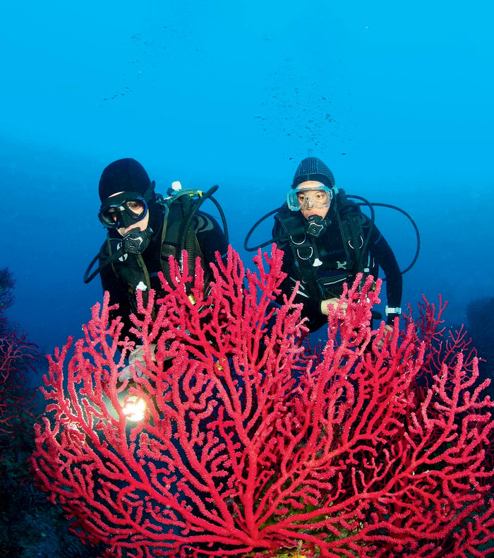 Plongée exploration Parc de Port Cros
