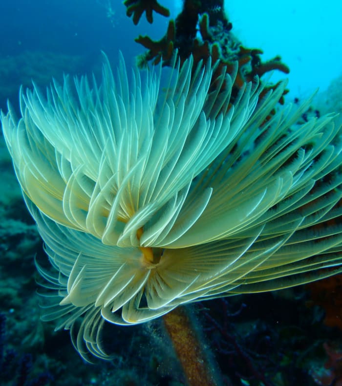 Plongée exploration Parc des Calanques - Happy Summer