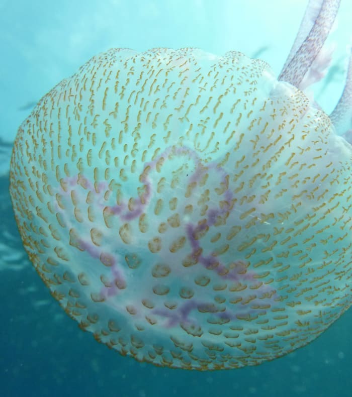 Plongée exploration Parc des Calanques - Sans hébergement