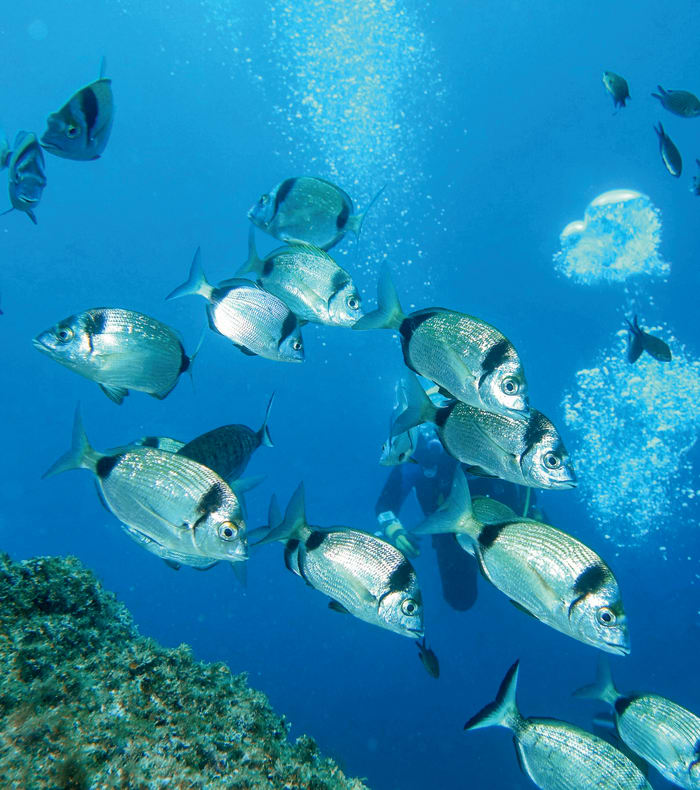 Plongée exploration Parc des Calanques 5 jours - Spécial Ascension