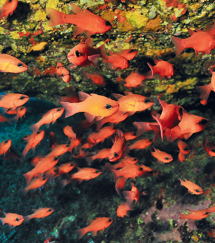 Plongée exploration profonde Côte bleue - 5 jours - Sans hébergement