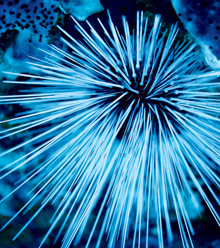 Plongée exploration profonde Caraïbes 11 jours