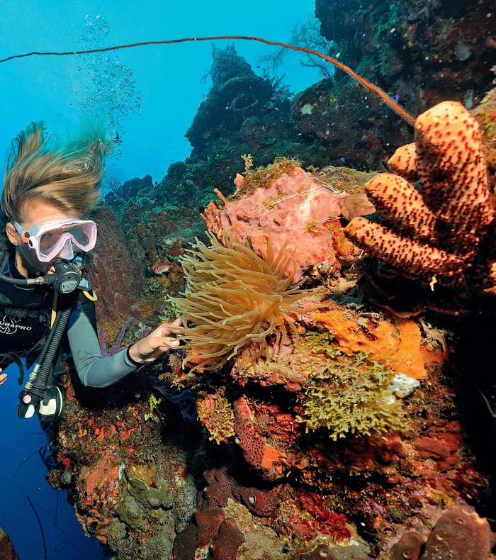 Plongée exploration profonde Caraïbes 11 jours