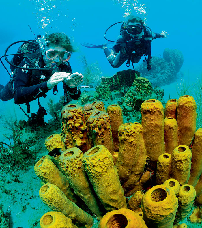 Plongée exploration profonde Caraïbes 8 jours