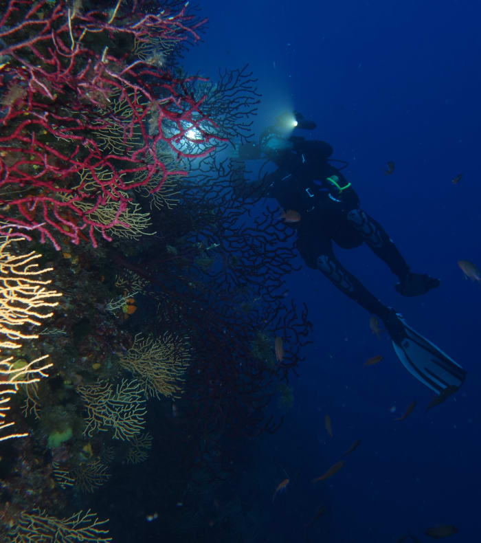 Plongée exploration profonde Parc de Port Cros 6 jours