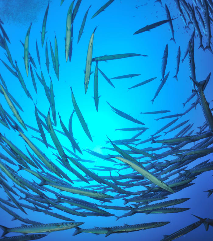 Plongée exploration profonde Parc de Port Cros