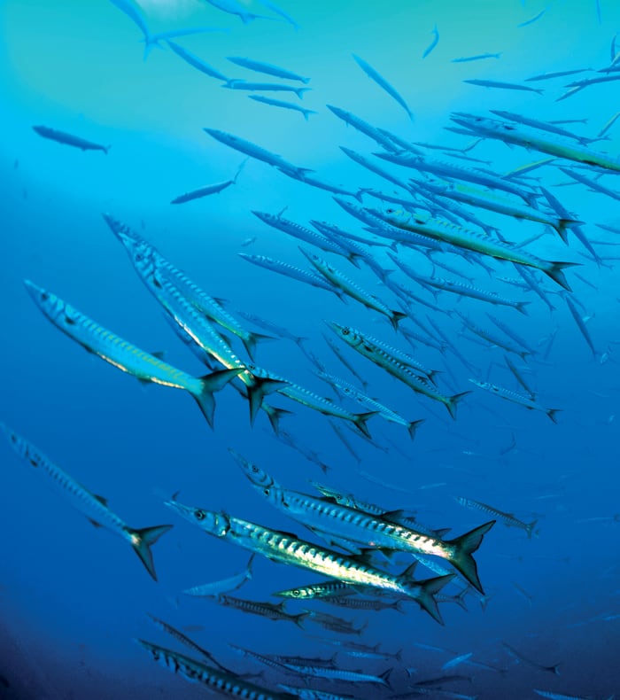 Plongée exploration profonde Parc de Port Cros