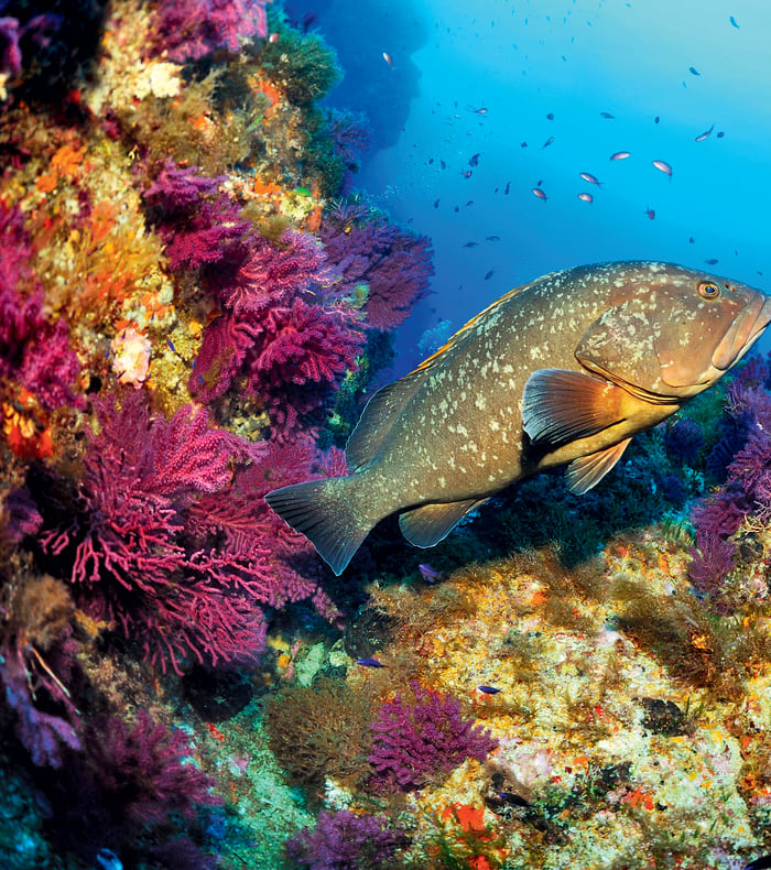 Plongée exploration profonde Parc de Port Cros