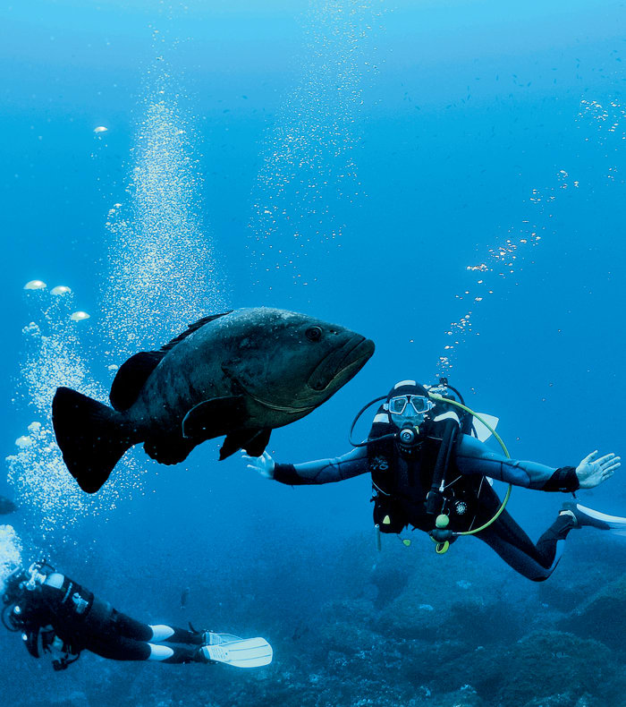 Dybdegående udforskningsdyk i Port Cros Park
