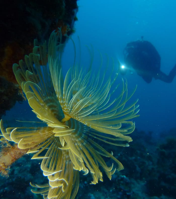 Plongée exploration profonde Parc des Calanques - Sans hébergement