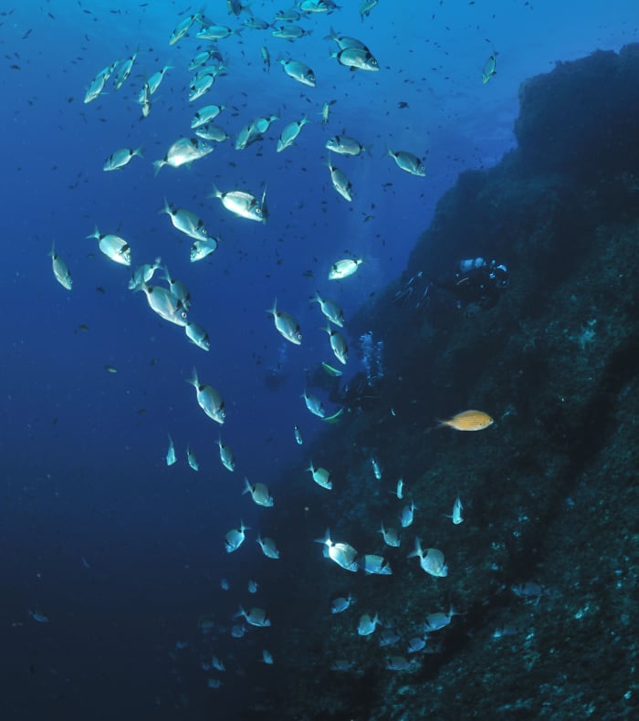 Plongée exploration profonde Parc des Calanques - Sans hébergement