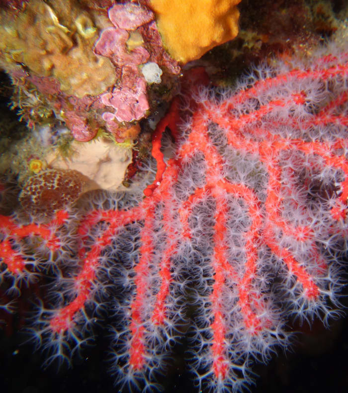 Plongée exploration profonde Parc des Calanques - Sans hébergement