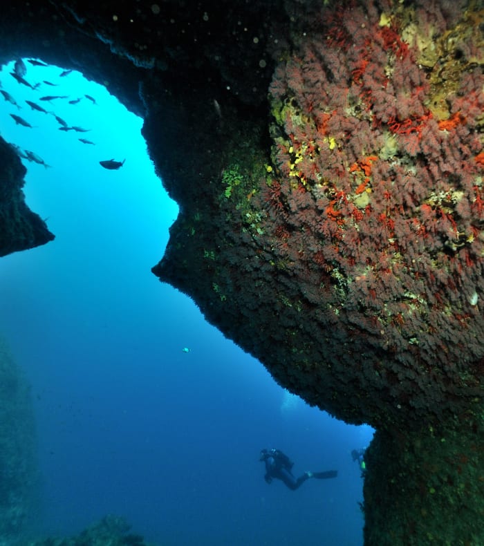 Plongée exploration profonde Parc des Calanques 5 jours - Spécial Ascension