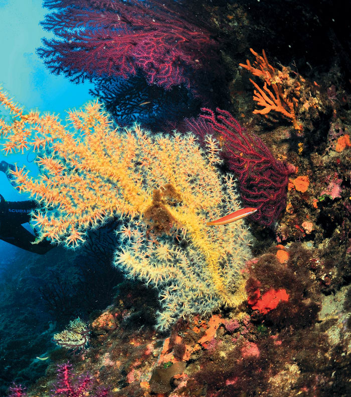 Plongée exploration profonde presqu'île de Giens 