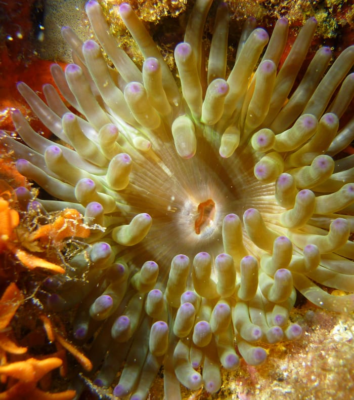 Plongée profonde grands tombants et épaves 50 m