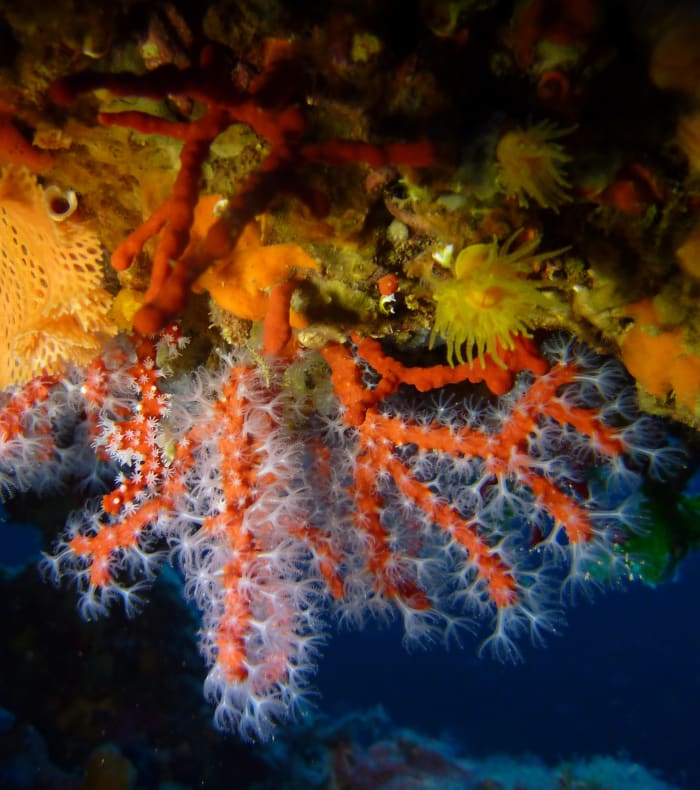 Plongée profonde grands tombants et épaves 50 m