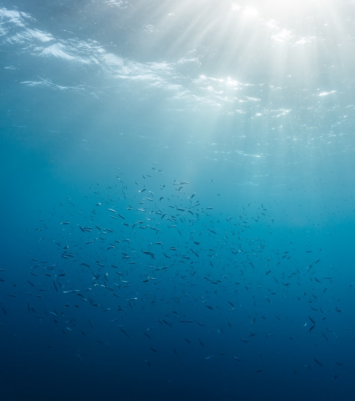 Plongée spécial débutant & découverte de Porquerolles happy Summer