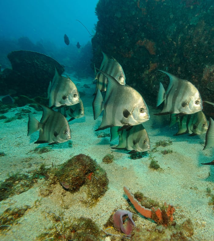 Plongée spécial débutant & Découverte Martinique
