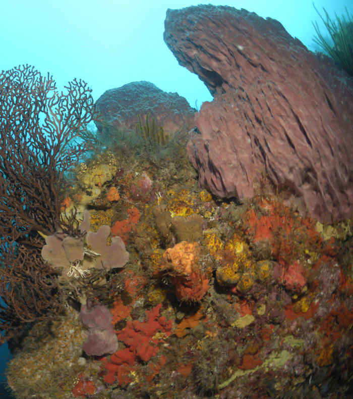 Plongée spécial débutant & Découverte Martinique