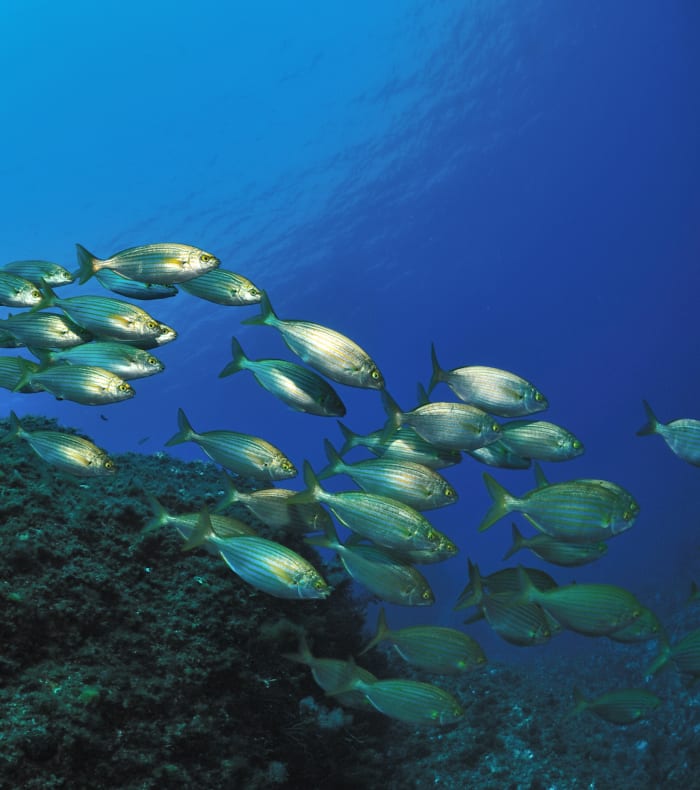 Plongée spécial débutant - Happy Summer